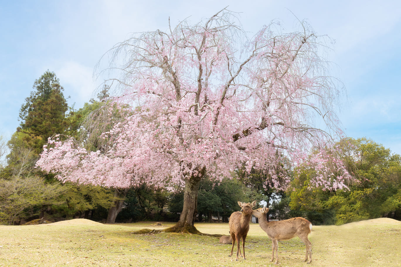 Two free-roaming deer in Nara Park in front of a Tree